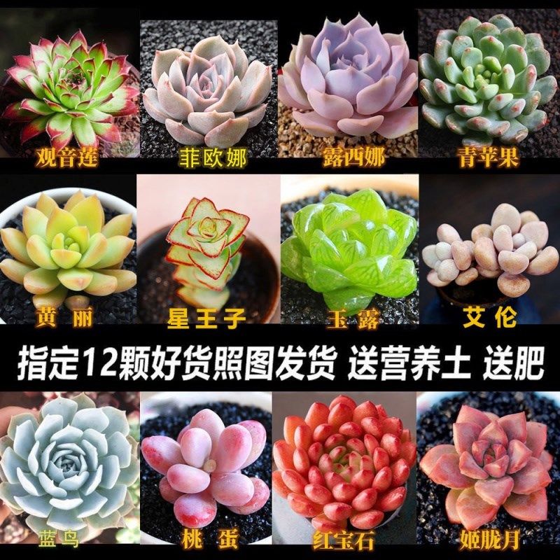多肉植物盆土包邮 新人首单立减十元 21年7月 淘宝海外