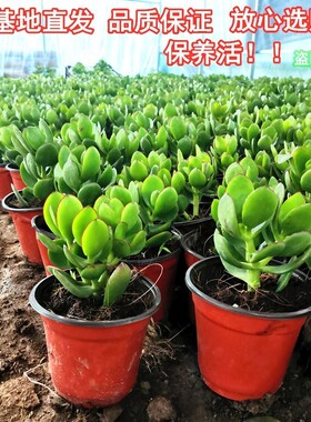 室内净化空气绿植花卉四季玉树盆栽玻璃翠燕子掌大多肉植物