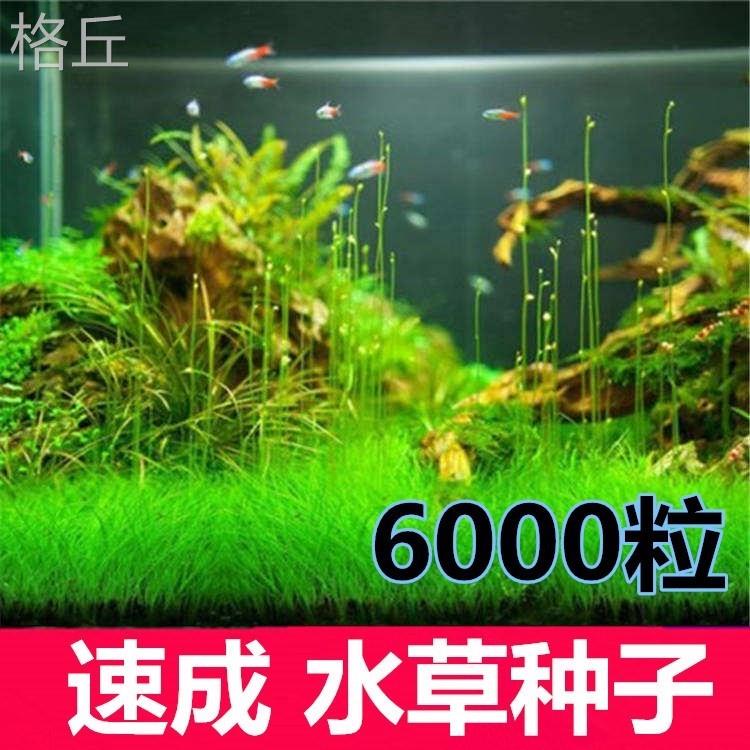 氧懒人水草 入门级增淡四季鱼装2UHN2_16缸里的绿植水养植物鱼缸 - 图2