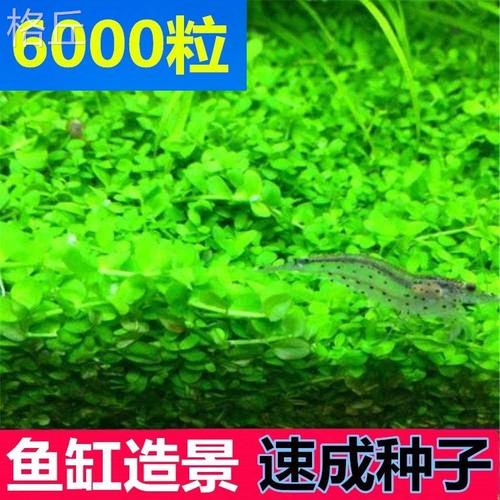 氧懒人水草入门级增淡四季鱼装2UHN2_16缸里的绿植水养植物鱼缸