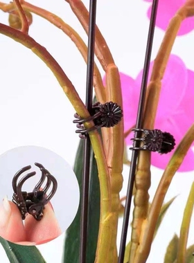 铁线莲植物绿植固定器