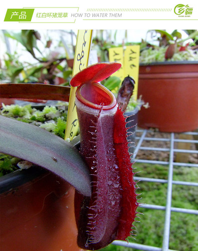 基地直销【红白环猪笼草】食虫植物捕蝇草驱蚊草多肉趣味绿植盆栽 - 图2