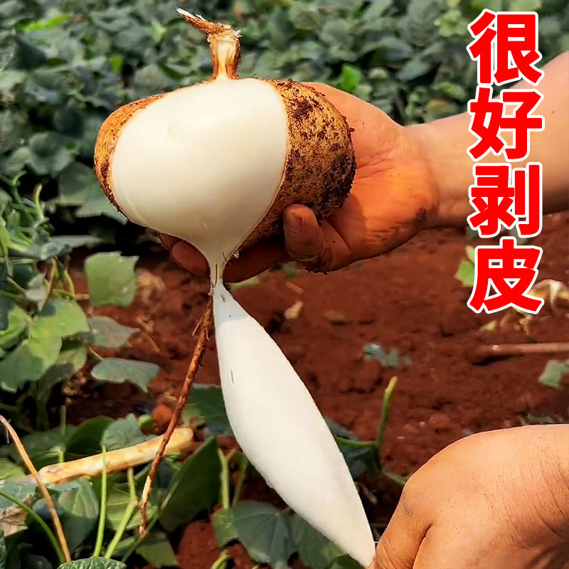 广西凉薯10斤大果新鲜现挖地瓜豆薯农家红薯白地瓜番薯当季水果