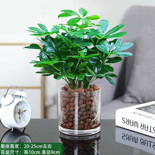 八方来财水培鸭脚木四季常青办公室内绿植物盆栽花卉发财树苗招财 - 图0