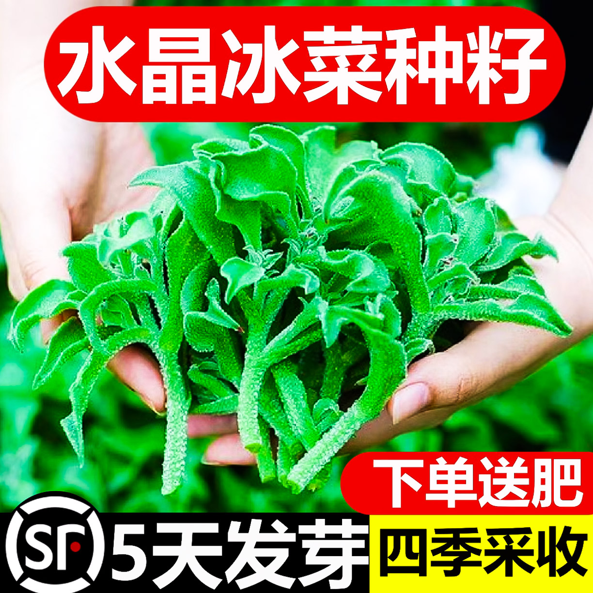 水晶冰菜种籽阳台盆栽蔬菜种子大全四季冰草苗秧秋冬种植青菜种孑