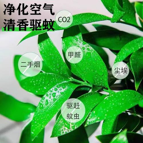 特大棵竹柏更驱蚊水培水养植物客厅办公室内四季常青绿植物驱虫竹 - 图2