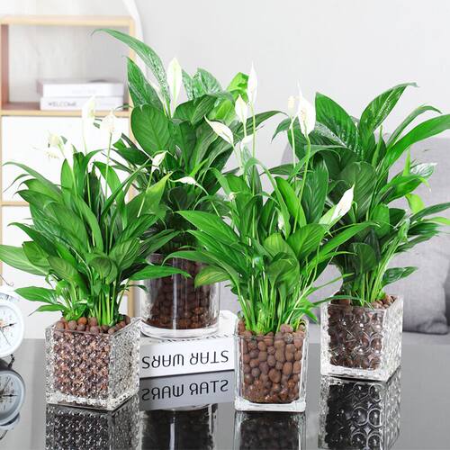 水培白掌盆栽一帆风顺绿植室内客厅花植物办公室红掌水养花卉四季 - 图2