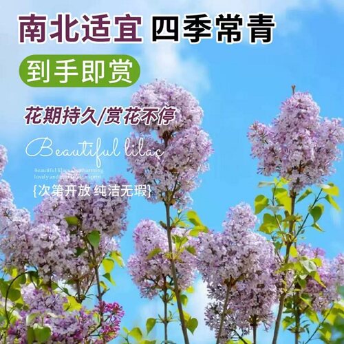 独杆棒棒糖紫丁香花树苗庭院地栽欧洲丁香花室外绿植四季耐寒花卉 - 图2
