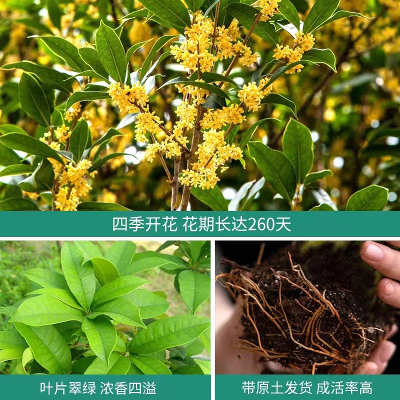 桂花盆栽嫁接四季桂树苗大树庭院地栽八月桂花苗可食用浓香型丹桂 - 图2