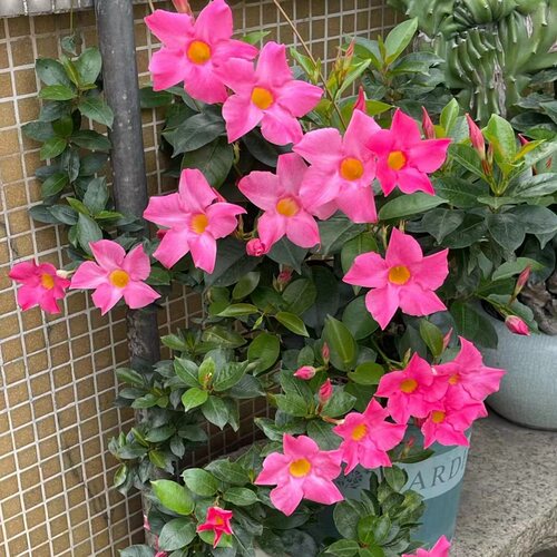飘香藤盆栽双喜藤进口重瓣大叶大花杏色绿植带花苞红白色爬藤植物 - 图1