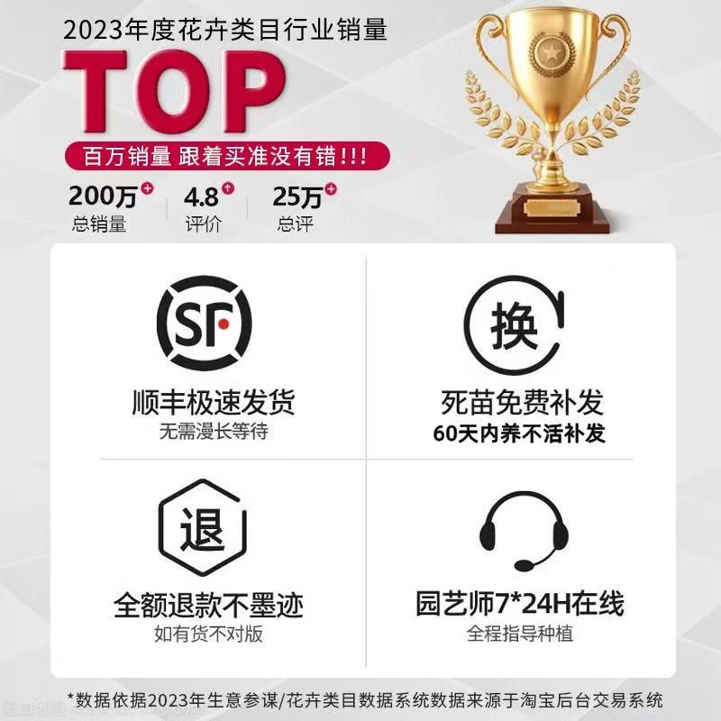 中华木绣球树苗大花斗球独杆棒棒糖大树耐寒花卉植物高端绣球花苗,淘宝优惠券,粉丝福利购,淘宝优惠卷