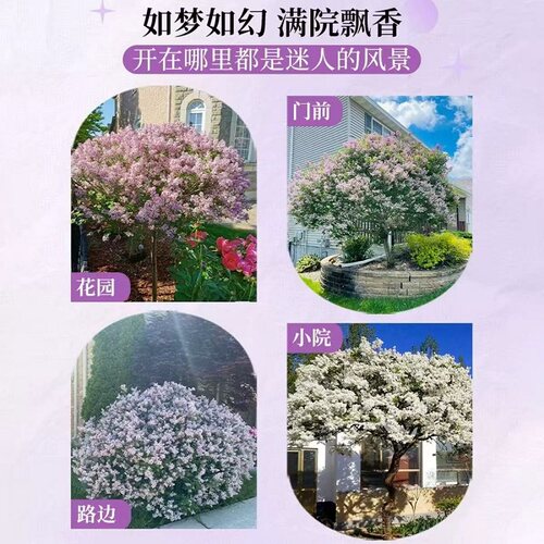 独杆棒棒糖紫丁香花树苗庭院地栽欧洲丁香花室外绿植四季耐寒花卉 - 图3