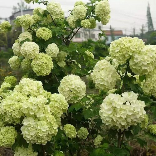 欧洲木绣球独杆大苗棒棒糖老桩树苗玫瑰绣球小苗庭院地栽盆栽花卉 - 图3