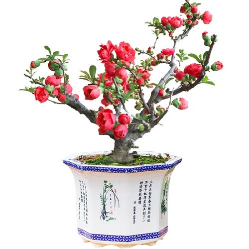西府海棠花盆栽树苗长寿冠盆景绿宝石花苗大花重瓣室内阳台好养活 - 图3