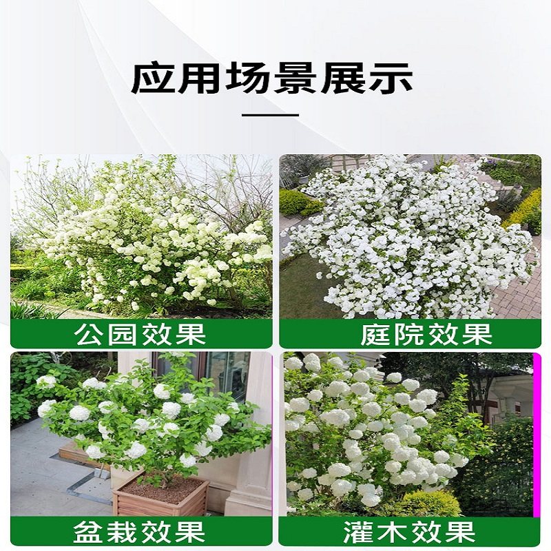 中华木绣球大花斗球欧洲玫瑰木绣球白麻球苗别墅耐寒耐热风景树苗,淘宝优惠券,粉丝福利购,淘宝优惠卷