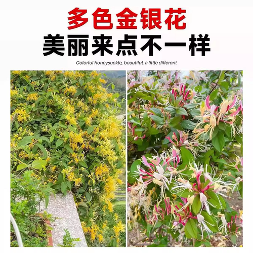 金银花树苗爬藤浓香盆栽老桩植物大苗带花苞红色可食用耐寒好养活 - 图2