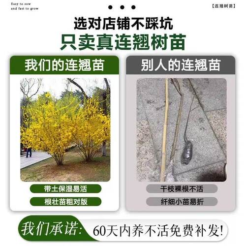 连翘花树苗盆栽绿植丛生独杆连翘爬藤植物耐寒花苗绿化工程大小苗 - 图1