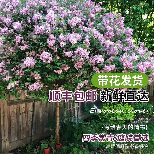 独杆棒棒糖紫丁香花树苗庭院地栽欧洲丁香花室外绿植四季耐寒花卉 - 图0