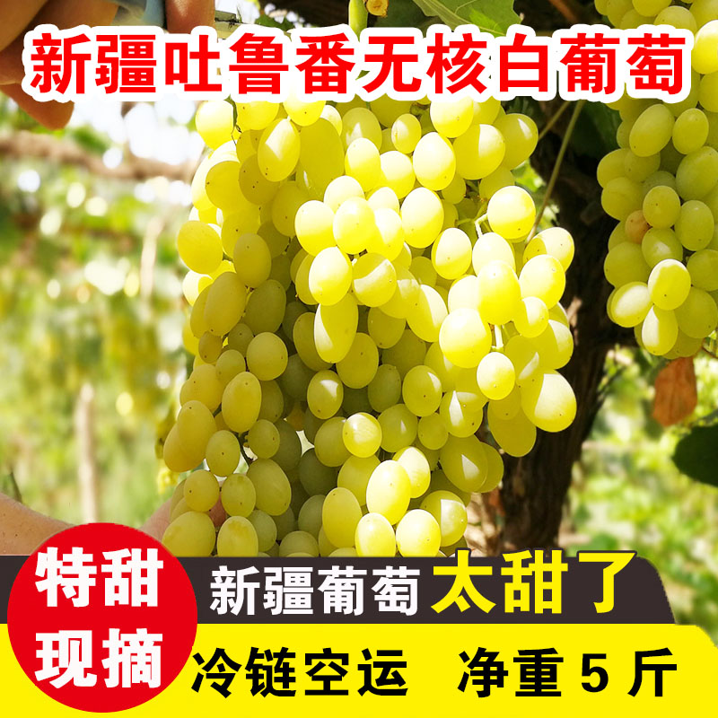 新疆吐鲁番无核白葡萄新鲜应当季孕妇水果马奶子5斤葡萄顺丰包邮 - 图0