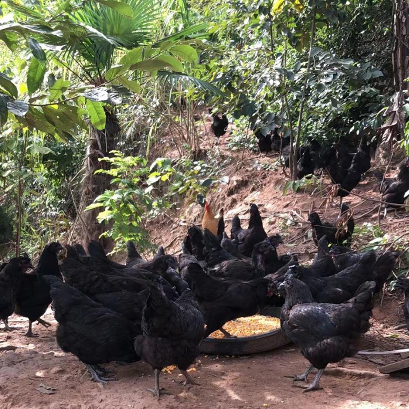 SF Express Yuebei Alpine Fresh Five-Black Old Hen