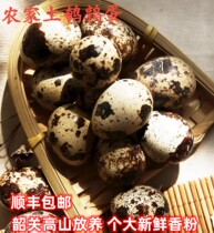 CisFung Fresh Quail Egg Fertilized Egg to incubate the Cantonese North Mountain farmhouse Ecological release of 126 Found Hair and Found Hair