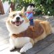Dog Riding Outfit Funny Rider Dog Clothes