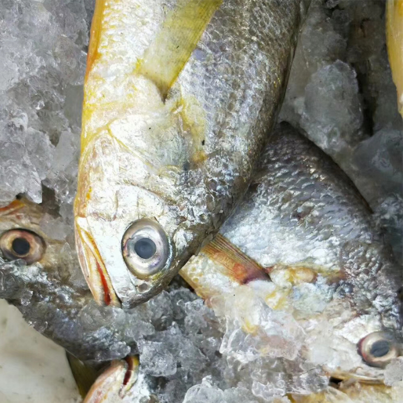 小黄鱼新鲜东海野生黄花鱼一斤约5-6条海鲜水产鲜活深海鱼黄杂鱼 - 图0