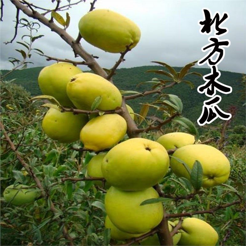 北方所有水果,北方有多少种水果,北方可种植的高端水果_大山谷图库