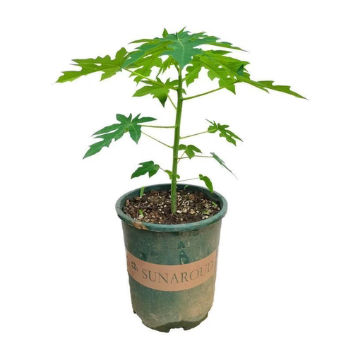 木瓜苗树南方矮化高产雷州冰糖红心大苗南方种植盆栽地栽当年结果 - 图3