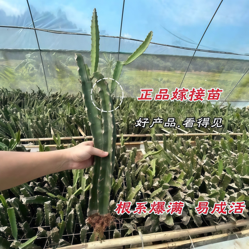 燕窝火龙果树苗带果新品种麒麟果苗黄皮白肉火龙果嫁接苗当年结果 - 图0