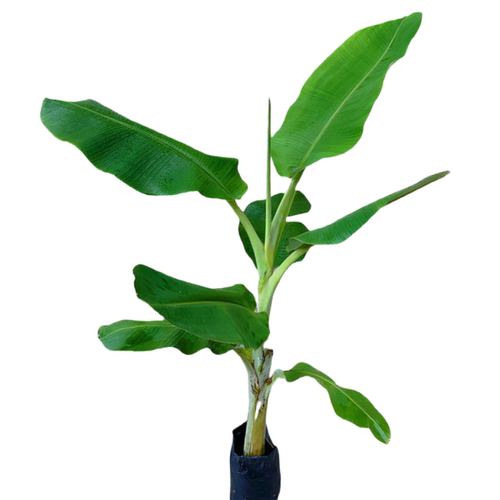 香蕉树苗矮化皇帝蕉苗 粉蕉苗中蕉9号抗寒芭蕉南北方种植当年结果 - 图3