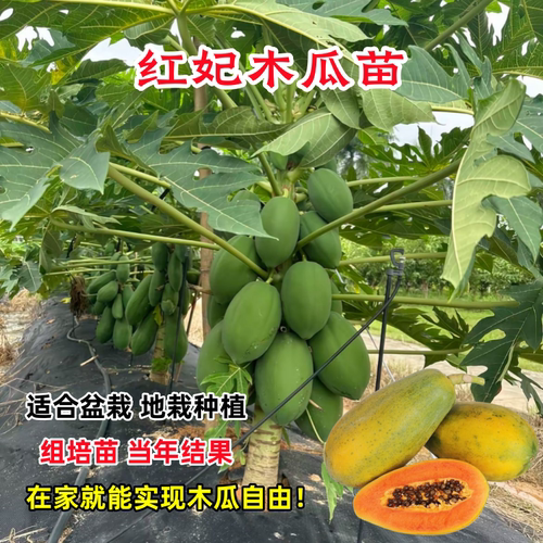 木瓜苗树南方矮化高产雷州冰糖红心大苗南方种植盆栽地栽当年结果 - 图1