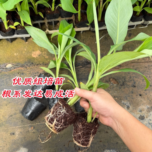 香蕉树苗芭蕉树小米蕉苗粉蕉皇帝焦西贡蕉红蕉中蕉9号带土阳台 - 图0