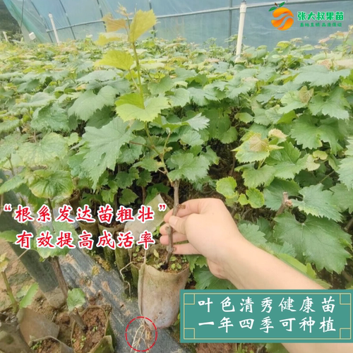 巨峰葡萄树苗特大无籽葡萄苗耐寒南北方四季种植巨峰葡萄当年结果 - 图2