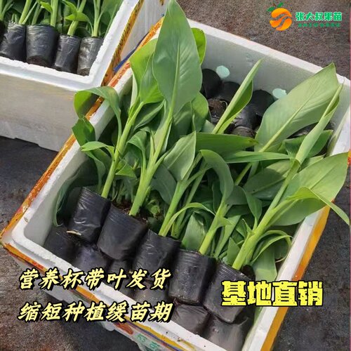 香蕉树苗矮化皇帝蕉苗 粉蕉苗中蕉9号抗寒芭蕉南北方种植当年结果 - 图0