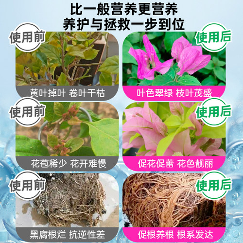三角梅专用营养液开花专用肥促花爆花肥催化剂骨粉花肥料营养肥 - 图2