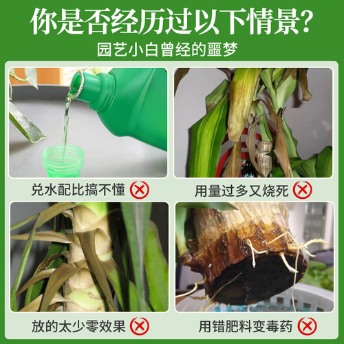 巴西木营养液幸运木开花专用水培叶子发黄免稀释巴旦木植物肥料-图0