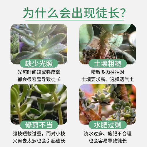 多肉专用矮胖素优芽素上色剂植物促芽增色剂防徒长壮矮素营养液肥 - 图0
