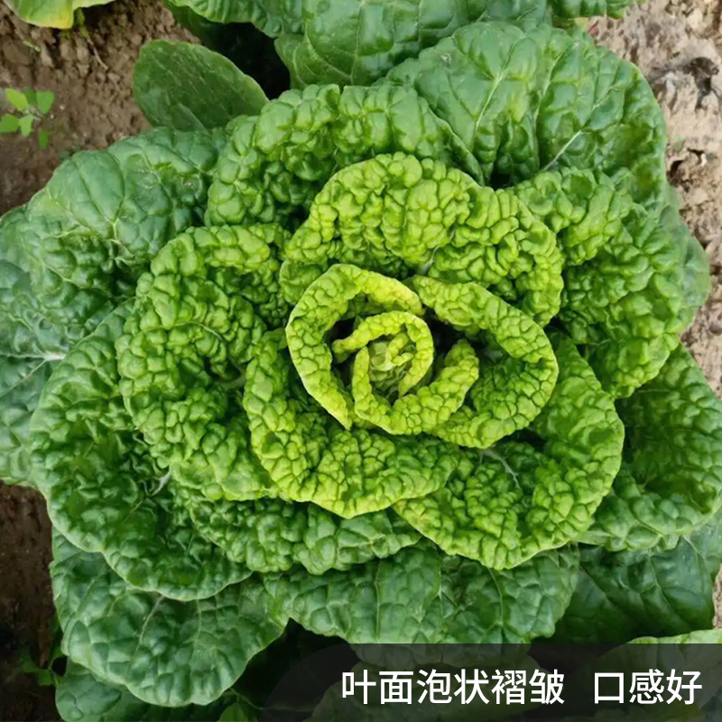 淮南黄心乌种子乌塌菜种籽四季黄心菜冬天蔬菜孑黑菜秋冬季菜种籽-图0