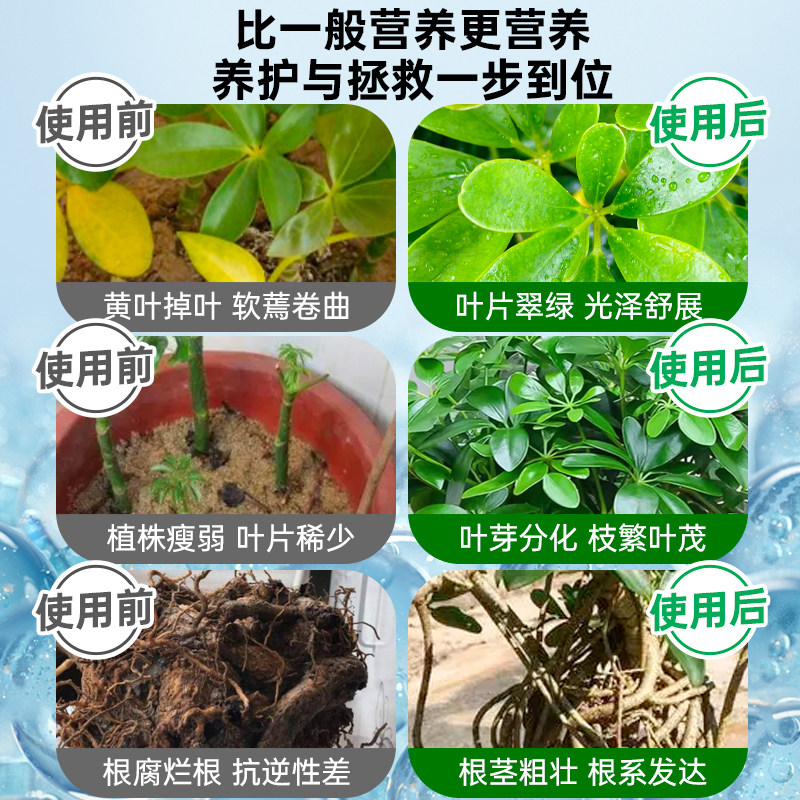 鸭脚木营养液花肥鸭掌木专用肥绿叶盆栽鹅掌木鸭脚木肥料液体肥,淘宝优惠券,粉丝福利购,淘宝优惠卷