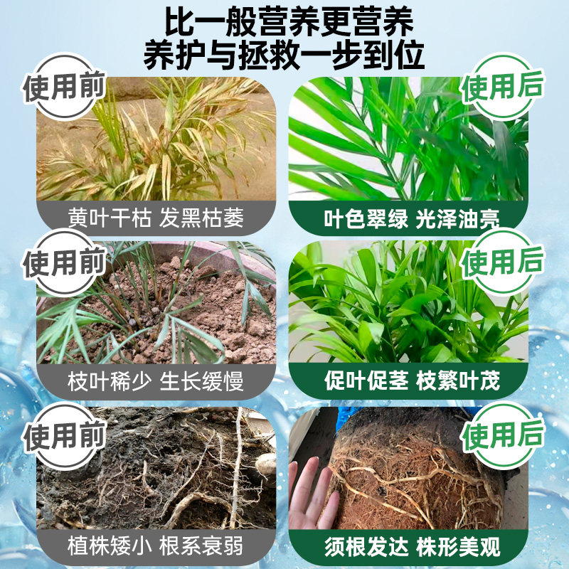 凤尾竹专用营养液花肥水培米竹凤尾蕉专用肥料散尾葵水溶液体盆栽,淘宝优惠券,粉丝福利购,淘宝优惠卷