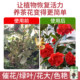 Camellia special slow-release fertilizer blended fertilizer