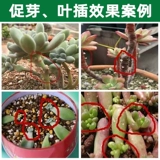 Мультисанутные питательные вещества Специальные удобрения жировой растение увеличивает цвет цвета и свинины.