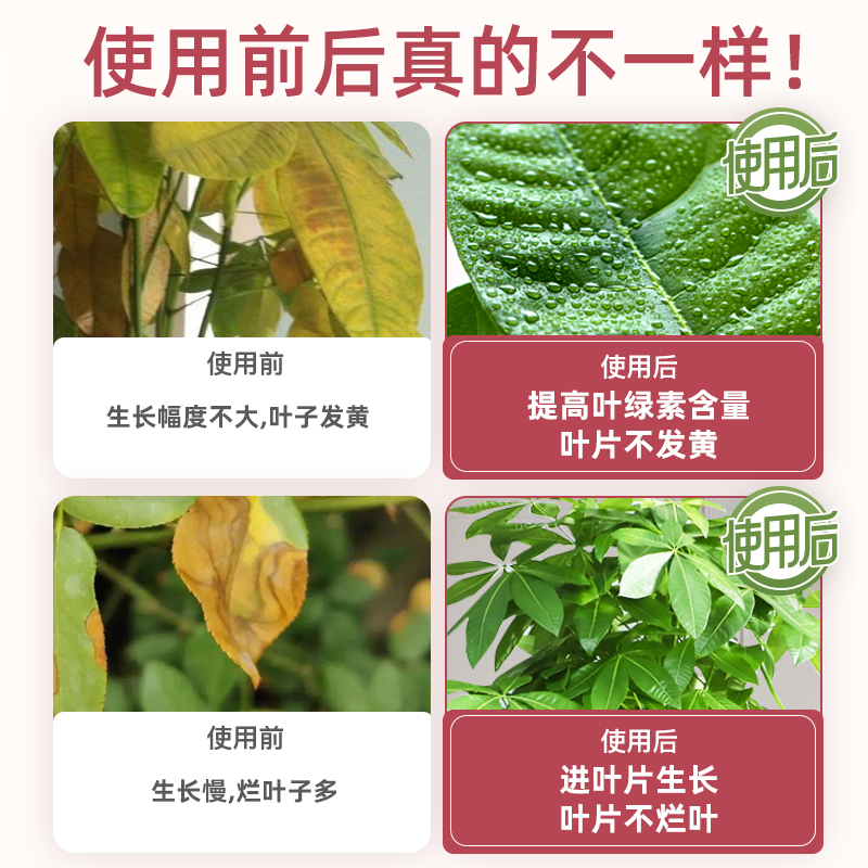 发财树营养液肥料专用肥治叶子发黄掉叶烂根室内盆栽植物花肥通用-图3