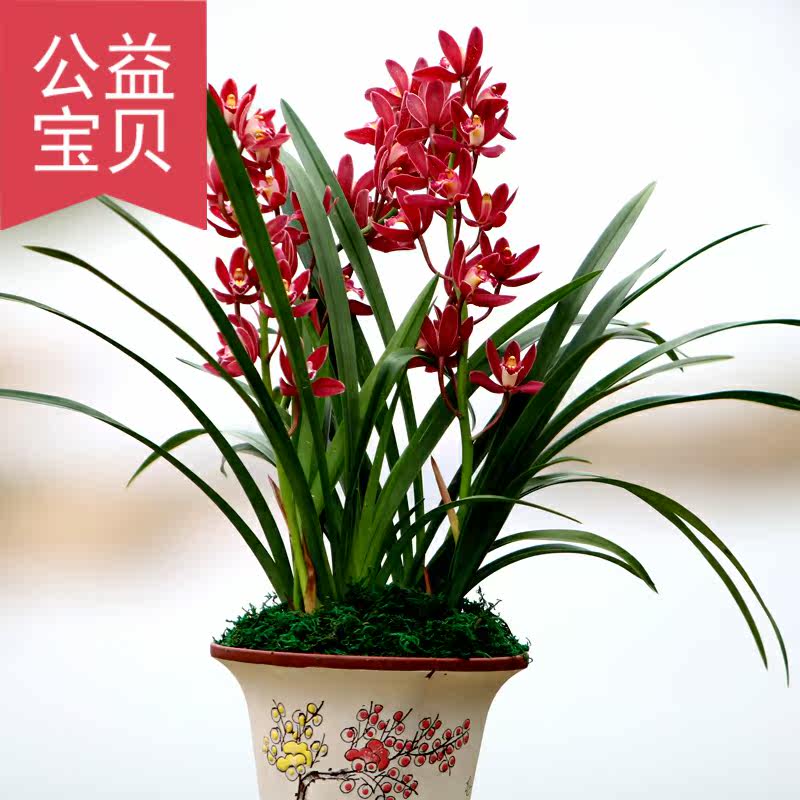 兰花苗春兰宝莲灯浓香型易开花绿植 易无双花卉