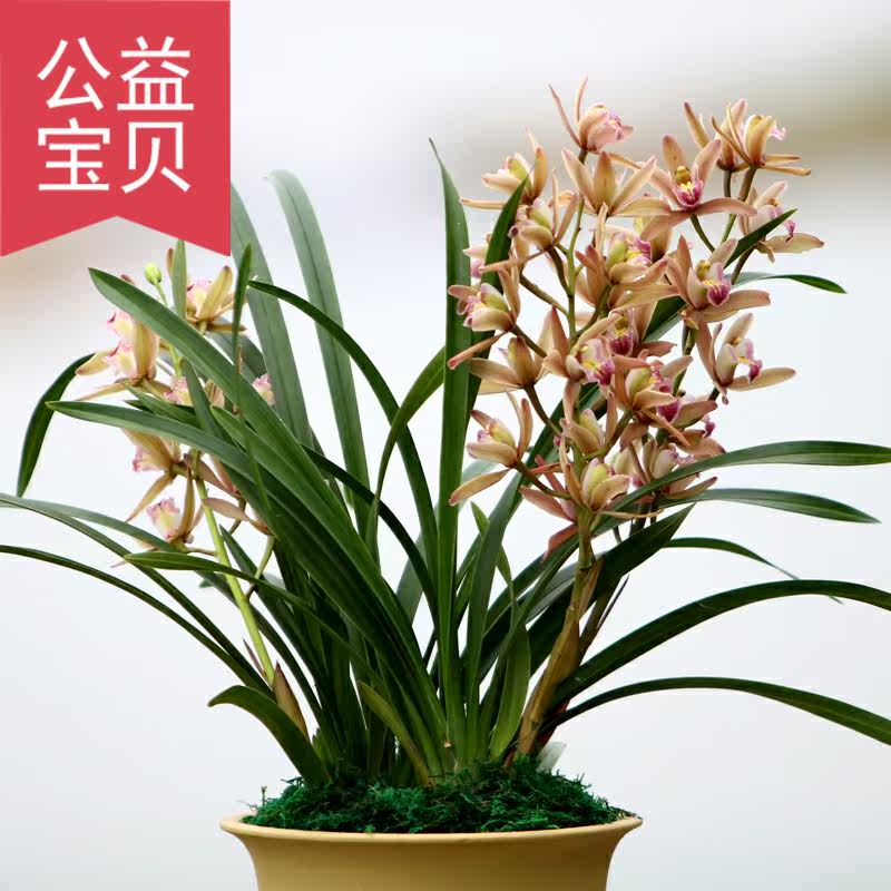 兰花苗春兰宝莲灯浓香型易开花绿植 易无双花卉