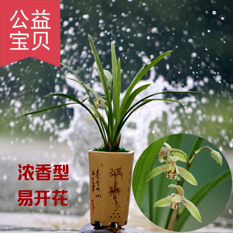 兰花苗春兰宝莲灯浓香型易开花绿植 易无双花卉