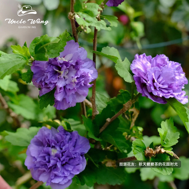 种花王大爷 木槿花苗盆栽耐热好养多年生阳台庭院四季花卉,淘宝优惠券,粉丝福利购,淘宝优惠卷