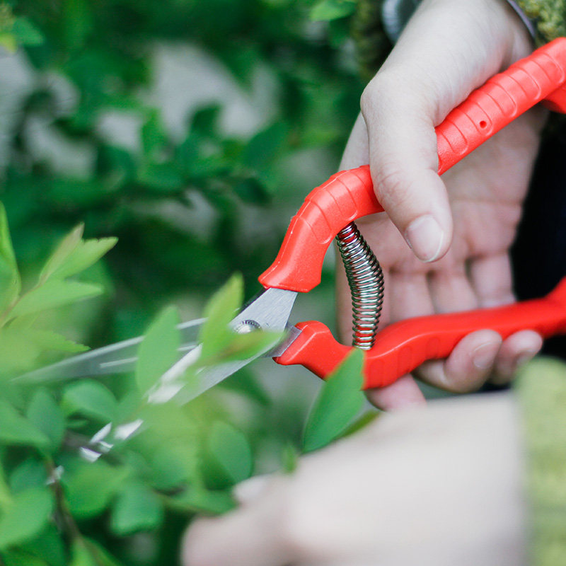 种花王大爷 不锈钢园林 剪刀剪果树剪树枝 修枝 小红多功能省力,淘宝优惠券,粉丝福利购,淘宝优惠卷