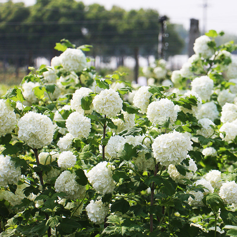 种花王大爷 欧洲木绣球土球花苗耐热庭院观花绣球地栽,淘宝优惠券,粉丝福利购,淘宝优惠卷